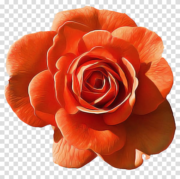 Garden roses, Orange, Petal, Flower, Red, Plant, Floribunda, Hybrid Tea Rose transparent background PNG clipart