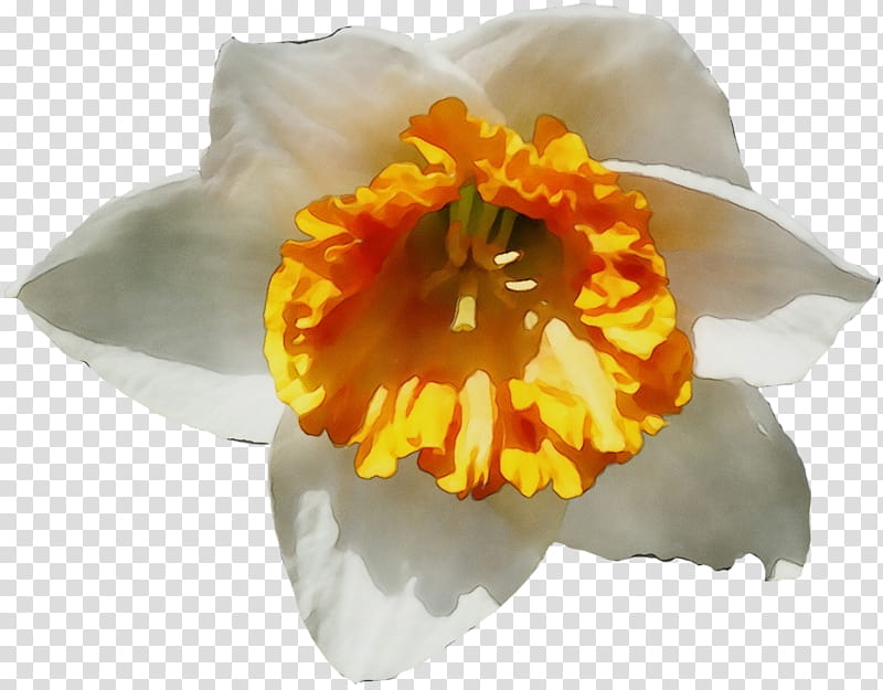 Orange, Watercolor, Paint, Wet Ink, Flower, Petal, Yellow, Narcissus transparent background PNG clipart