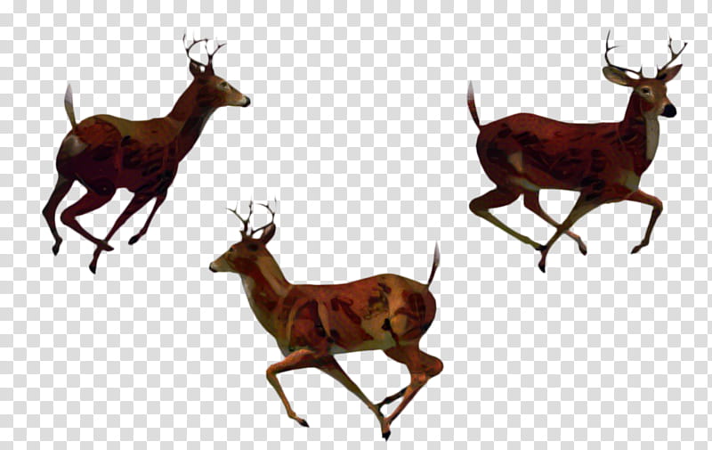 Running, Elk, Deer, Whitetailed Deer, Reindeer, Moschus, Antler, Silhouette transparent background PNG clipart