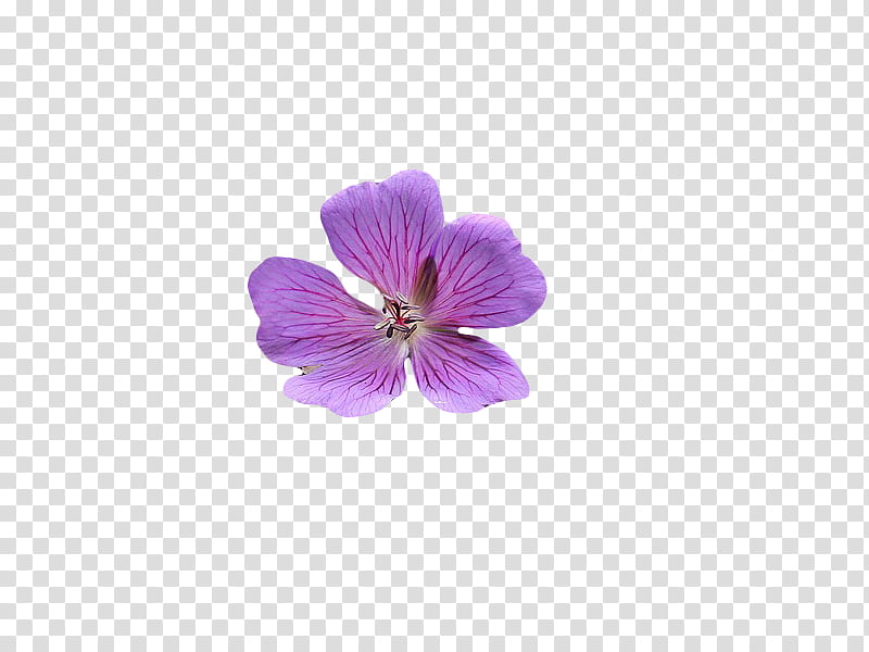 , purple flower illustratio n transparent background PNG clipart