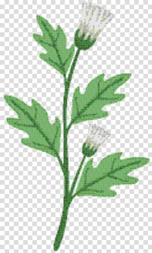 Plants, Herbaceous Plant, Herbal Medicine, Leaf, Plant Stem, Subshrub, Sweet Cicely, Flower transparent background PNG clipart