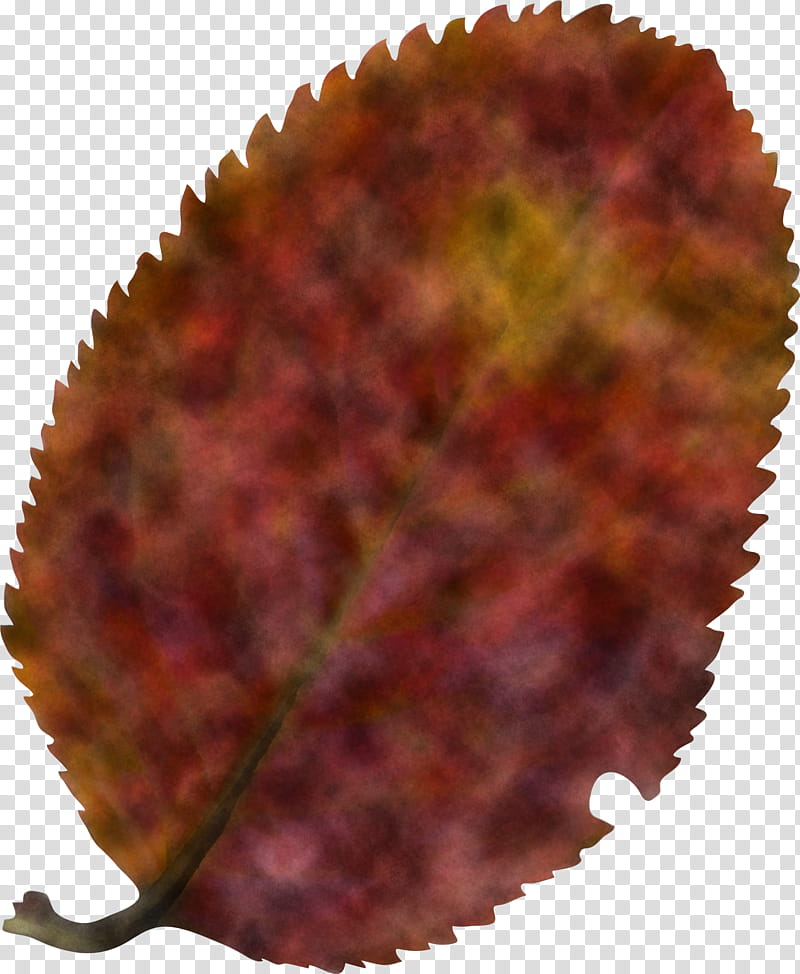 leaf plant pulasan soapberry family transparent background PNG clipart