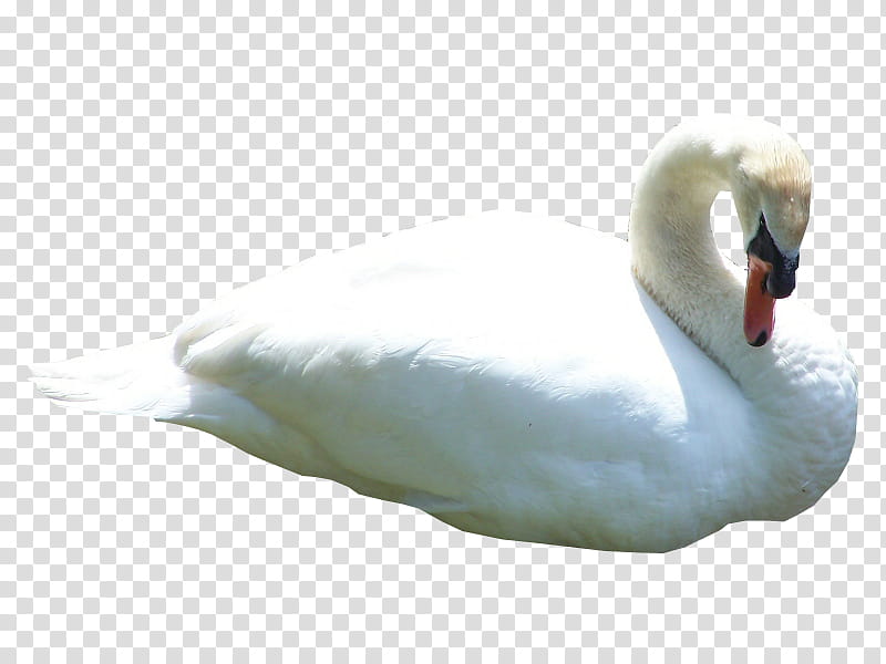 Swan, white swan transparent background PNG clipart