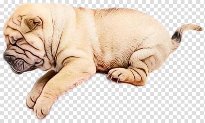 Gun, Shar Pei, Puppy, Companion Dog, Breed, Wrinkle, Snout, Crossbreed transparent background PNG clipart