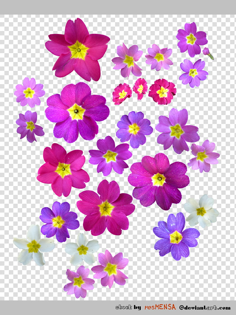 Primula mix , pink and white petaled flowers transparent background PNG clipart