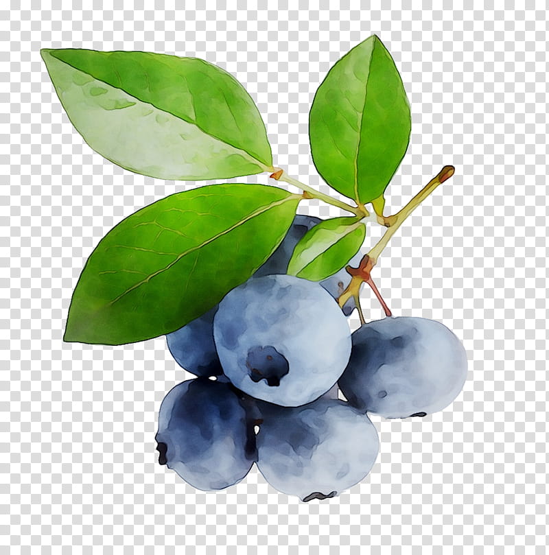 Blue Flower, Blueberry, Bilberry, Huckleberry, Acai Berry, Berries, Chokeberry, Superfood transparent background PNG clipart