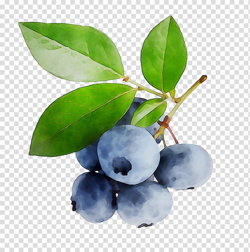 Blueberry Blue png download - 937*853 - Free Transparent Blueberry