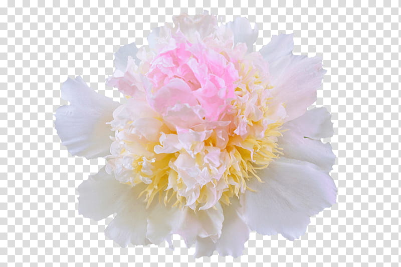 Pink Flower, Peony, Petal, Doubleflowered, Cut Flowers, My Peony Society, Plants, Genus transparent background PNG clipart