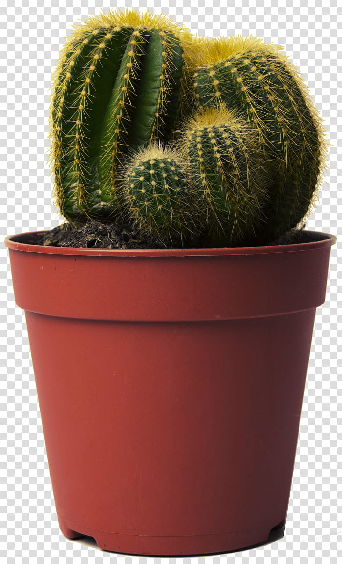 Flower Love, Cactus, Happy Cactus Choose It Love It Let It Thrive, Golden Barrel Cactus, Succulent Plant, Echinopsis Oxygona, Plants, Hedgehog Cacti transparent background PNG clipart