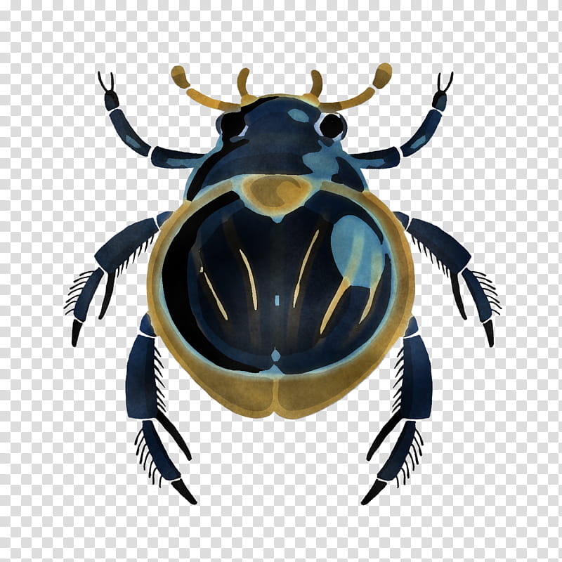 insect pest beetle cetoniidae transparent background PNG clipart