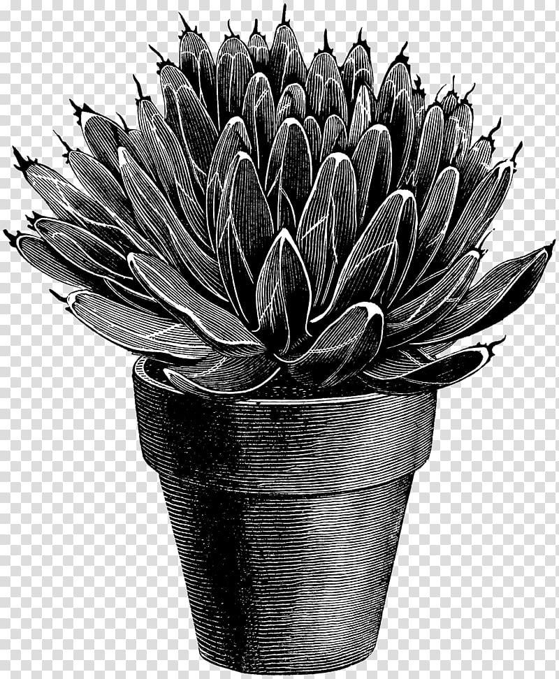 Black And White Flower, Black White M, Flowerpot, Plant, Echeveria, Houseplant, Blackandwhite, Agave transparent background PNG clipart