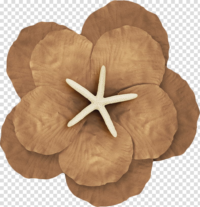 , brown roti bread and white starfish illustration transparent background PNG clipart