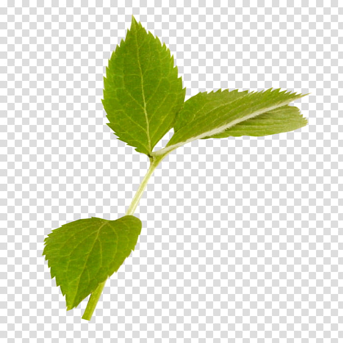 leaf plant flower tree siberian elm, Swamp Birch, Woody Plant, Stevia Rebaudiana, Herb transparent background PNG clipart