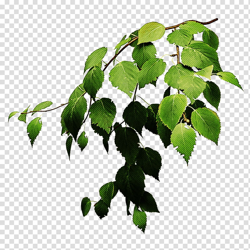 Ivy, Leaf, Plant, Flower, Tree, Flowering Plant, Woody Plant, Branch transparent background PNG clipart