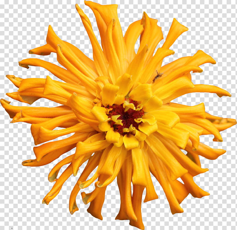 Orange Cactus Zinnia, yellow-petaled flower transparent background PNG clipart