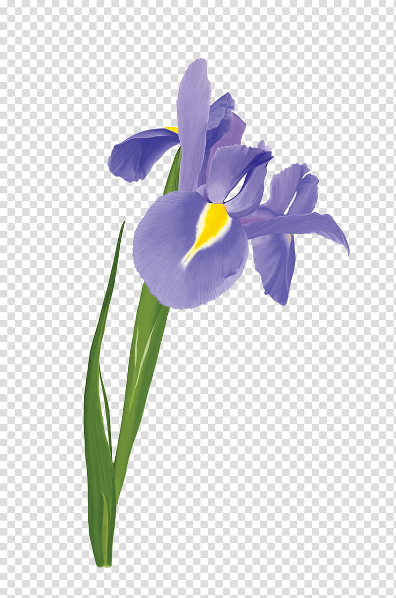 Flowers , purple Cemetery iris watercolor flower transparent background PNG clipart