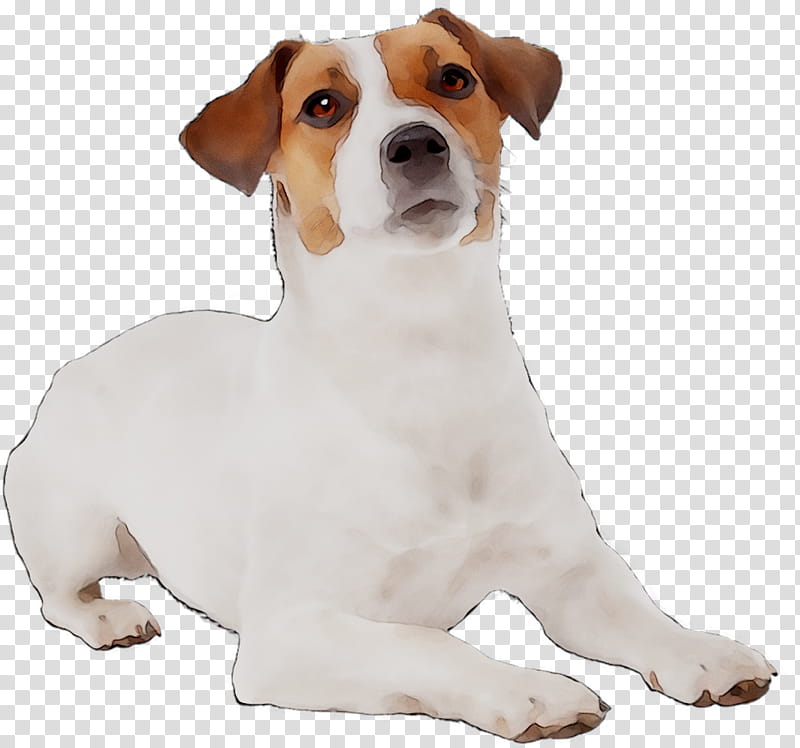 American Bulldog, Jack Russell Terrier, Miniature Fox Terrier, Puppy, English Foxhound, Yorkshire Terrier, Harrier, Companion Dog transparent background PNG clipart