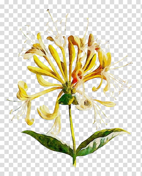 flower plant honeysuckle petal shrub, Watercolor, Paint, Wet Ink, Honeysuckle Family, Herbaceous Plant transparent background PNG clipart