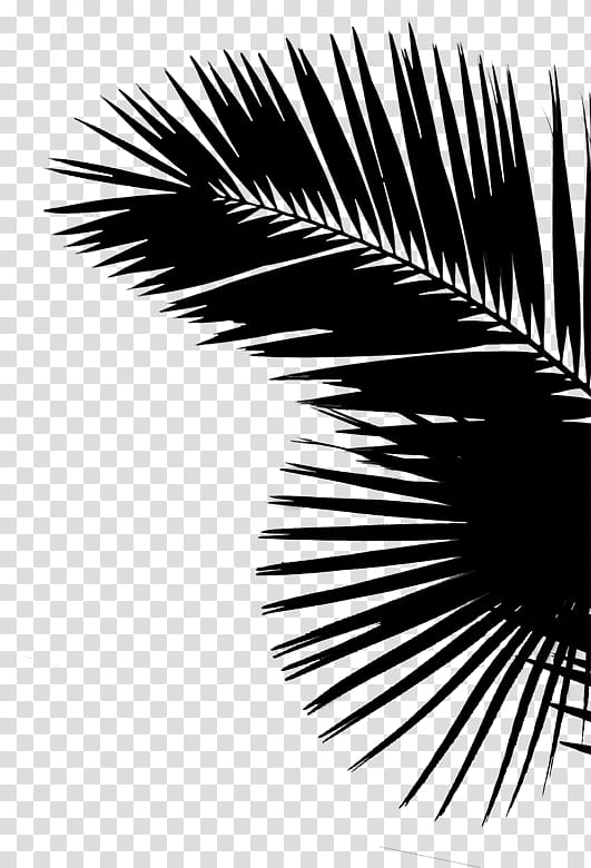 Cartoon Palm Tree, Palm Trees, Leaf Black White, 2018, Share, Text, Blanket, September 15 transparent background PNG clipart