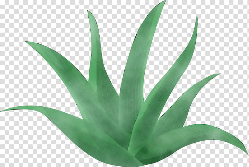 Aloe Vera Leaf, Watercolor, Paint, Wet Ink, Lotion, Sunscreen, Tshirt, Skin transparent background PNG clipart