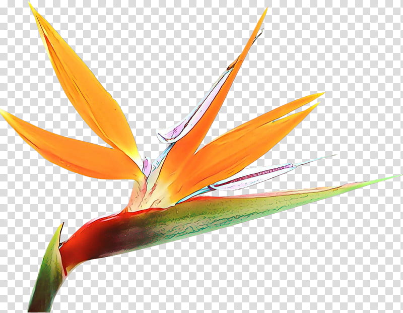 bird of paradise, Cartoon, Flower, Plant, Birdofparadise, Heliconia, Leaf, Petal transparent background PNG clipart