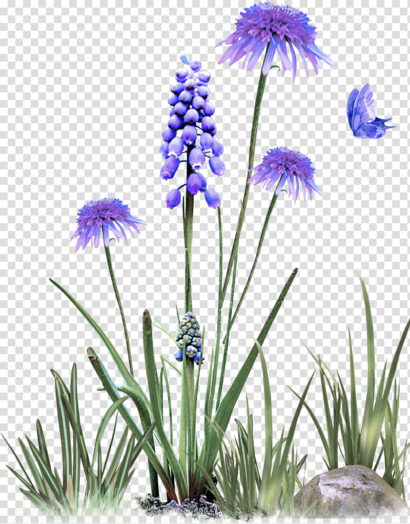 flower plant grass family grass herbaceous plant, Bellflower Family, Perennial Plant transparent background PNG clipart