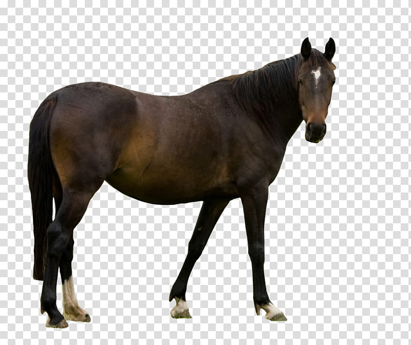 Brown Horse, brown horse transparent background PNG clipart