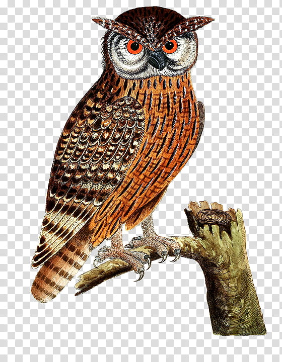 Owl, Bird, Eurasian Eagleowl, Owl Babies, Bird Of Prey, Great Horned Owl, Horned Owls And Eagleowls, Beak transparent background PNG clipart