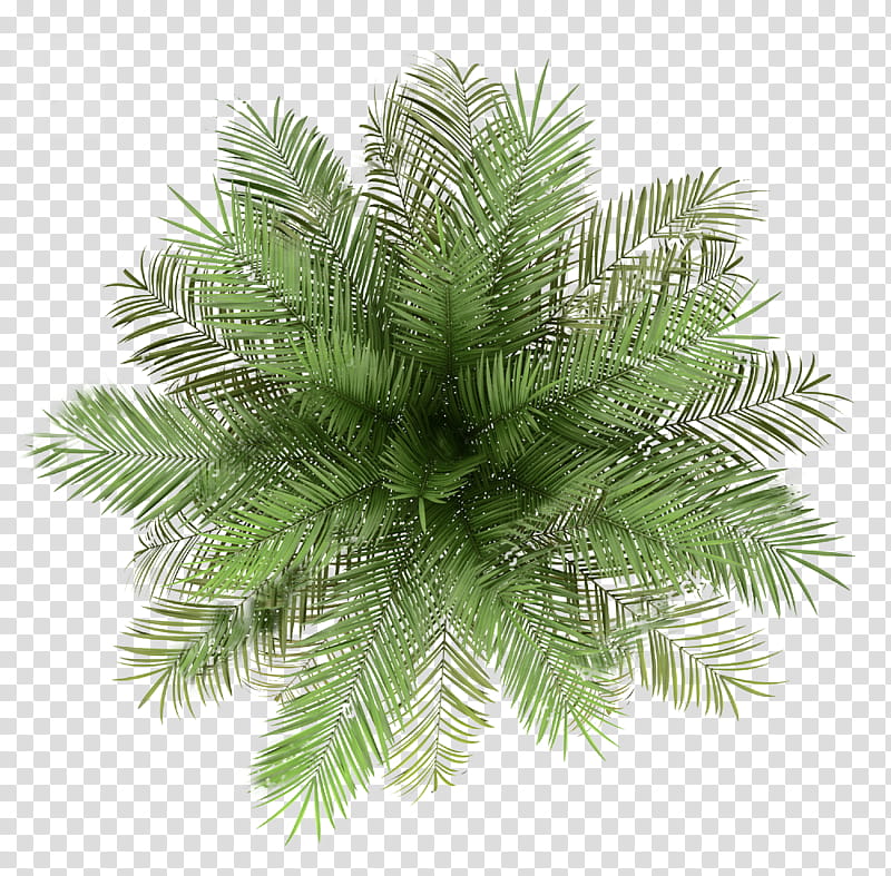 Cartoon Palm Tree, Palm Trees, Plants, Bonsai, Cyrtostachys Renda, Yellow Fir, White Pine, Woody Plant transparent background PNG clipart
