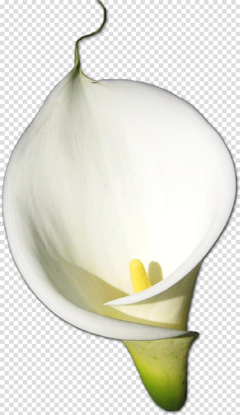 White Lily Flower, Arumlily, Bog Arum, Calla Lily, Arums, Giant White Arum Lily, Alismatales, Plant transparent background PNG clipart