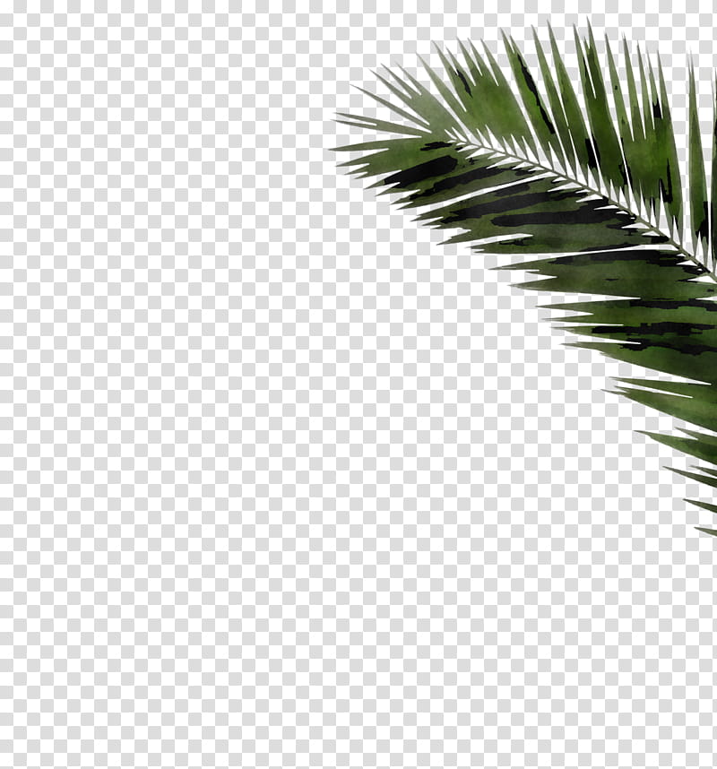 Palm tree, Green, Leaf, Vegetation, Arecales, Plant, Woody Plant, Elaeis transparent background PNG clipart