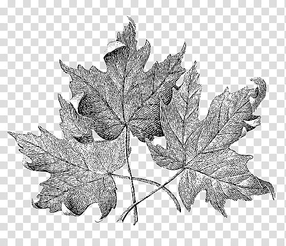 s, three gray maple leaves illustration transparent background PNG clipart