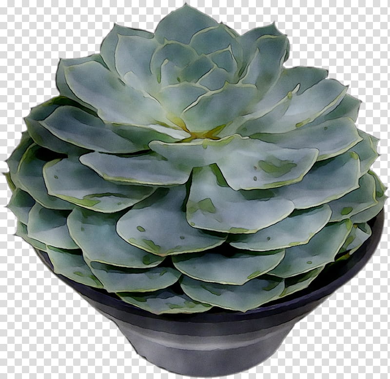Aloe Vera, Agave Tequilana, Houseplant, Flowerpot, Echeveria, White Mexican Rose, Stonecrop Family, Succulent Plant transparent background PNG clipart