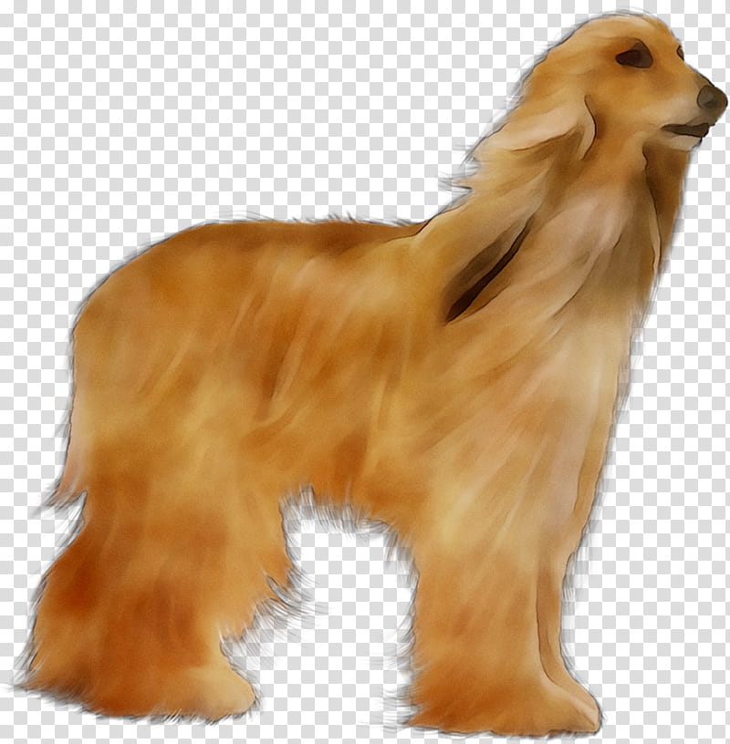 Gun, Afghan Hound, Companion Dog, Afghanistan, Fur, Gun Dog, Snout, Breed transparent background PNG clipart