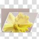 Glossy Garden Folders, yellow daffodil flower printed folder icon transparent background PNG clipart