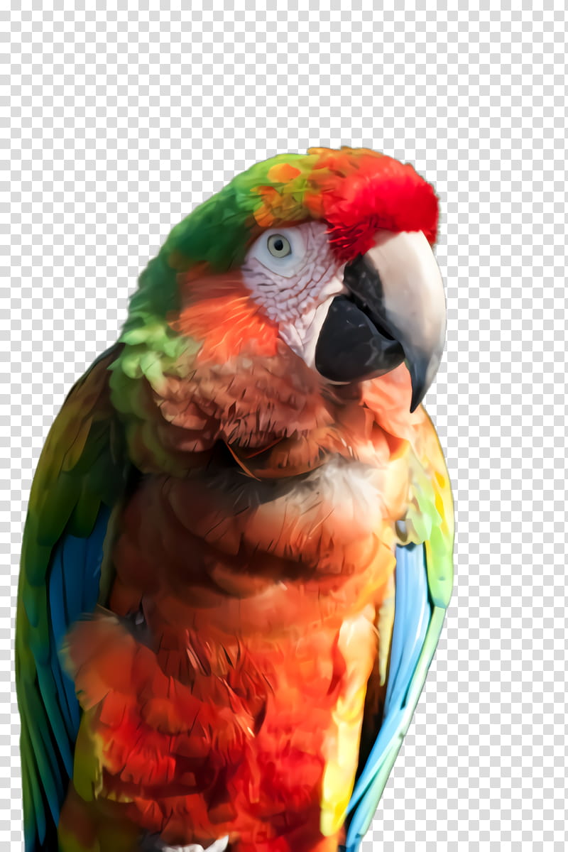 Lovebird, Macaw, Parrot, Beak, Parakeet, Budgie, Wing, Perico transparent background PNG clipart