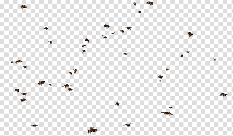 buzzzzzbeesszz, black-and-yellow bees flying transparent background PNG clipart