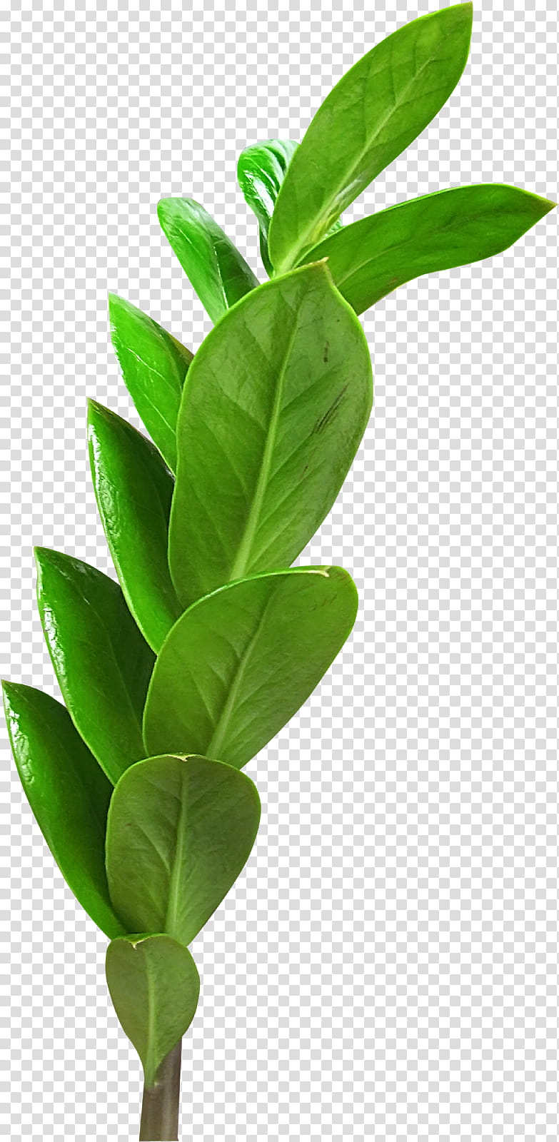 Green Leaf, Branch, Blog, Liana, Ifolder, Flower, Plant, Houseplant transparent background PNG clipart