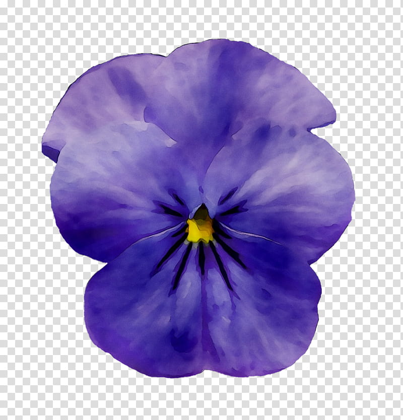 Violet Flower, Pansy, Lechuza Mini Deltini, Viola Cornuta, Yellow, Color, Seed, Nursery transparent background PNG clipart