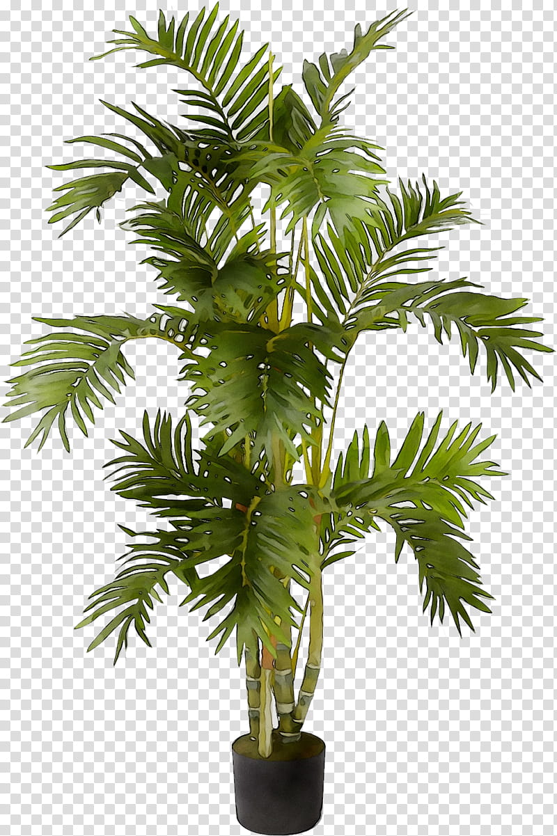 Cartoon Palm Tree, Nearly Natural Inc, Artificial Dried Flora, Plants, Palm Trees, Artificial Flower, Houseplant, Succulent Plant transparent background PNG clipart
