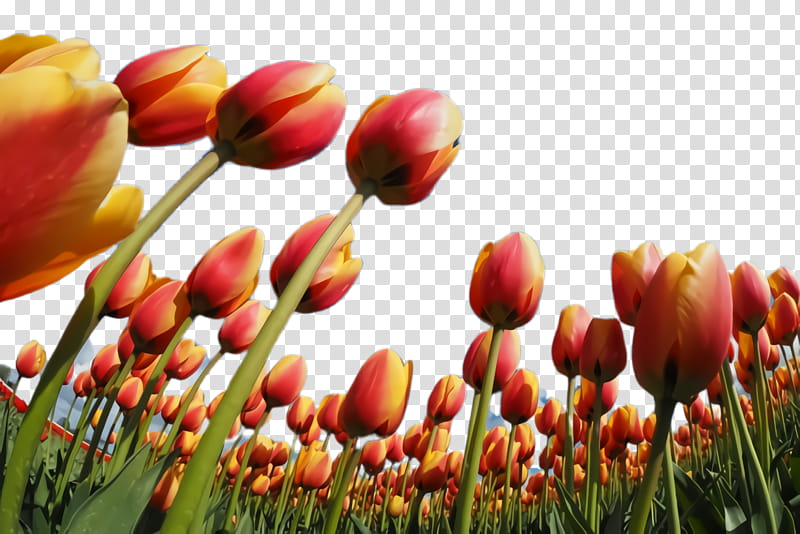 Lily Flower, Tulip, Flora, Blossom, Petal, Desktop , Plants, Lady Tulip transparent background PNG clipart