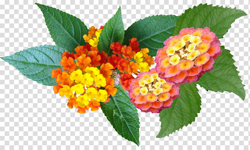 Flowers, yellow-red-and-pink lantana flowers i bloom transparent background PNG clipart