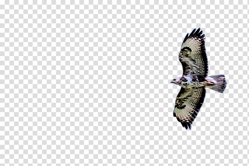 bird bird of prey beak northern harrier kite, Sharpshinned Hawk, Coopers Hawk, Buzzard, Redtailed Hawk transparent background PNG clipart