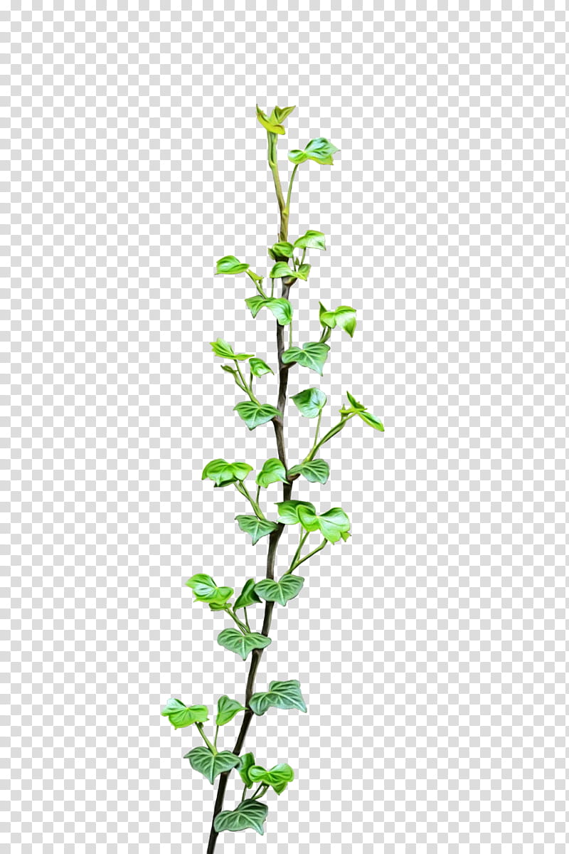 Ivy Leaf, Vine, Virginia Creeper, Liana, Common Ivy, Plants, Plant Stem, Parthenocissus transparent background PNG clipart