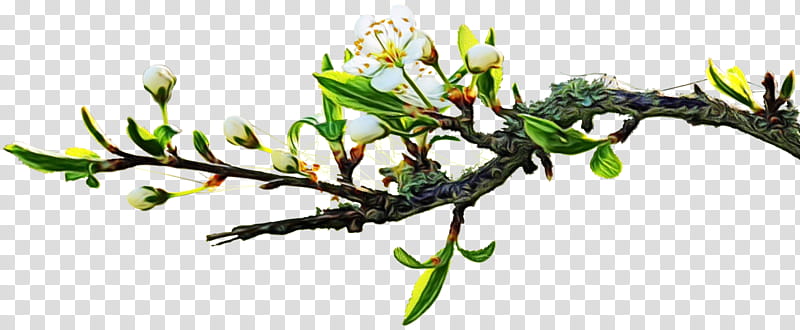 Flowers, Branch, Tree, Mobile Phones, Blossom, Dogwood, Leaf, Plant transparent background PNG clipart