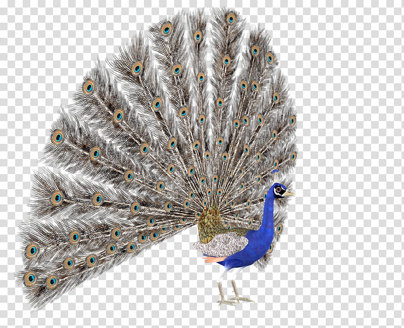 peacock, blue and gray peacock transparent background PNG clipart