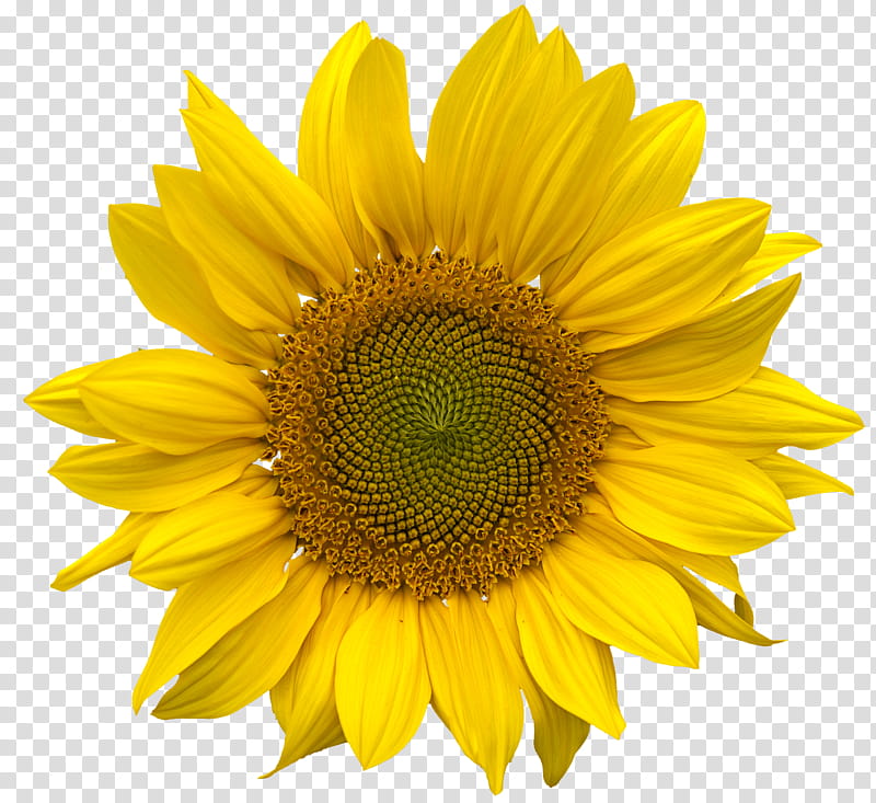 Sunflower clearcut , yellow sunflower transparent background PNG clipart