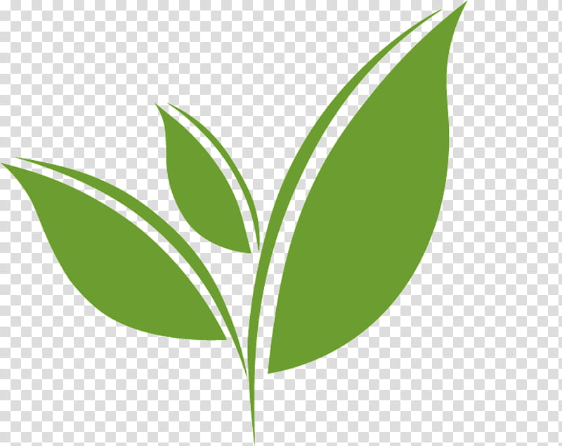 Tea Leaf Logo, Matcha, Green Tea, Japanese Tea Ceremony, Namesake, Health Fitness And Wellness, Powder, Plant transparent background PNG clipart