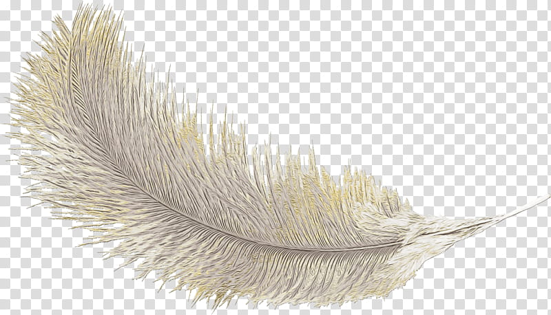 Writing, Closeup, Feather, Quill, Wing, Writing Implement, Eyelash, Natural Material transparent background PNG clipart