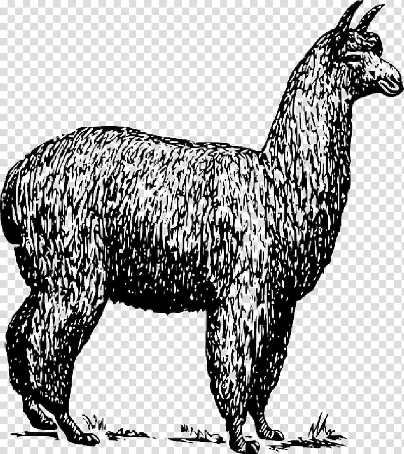 Llama, Alpaca, Drawing, Camel Like Mammal, Black And White
, Live, Wildlife, Tail transparent background PNG clipart